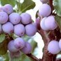 Pruimenboom 'Reine Claude d'Althan' leivorm laag (kruisbestuivend) pruimen